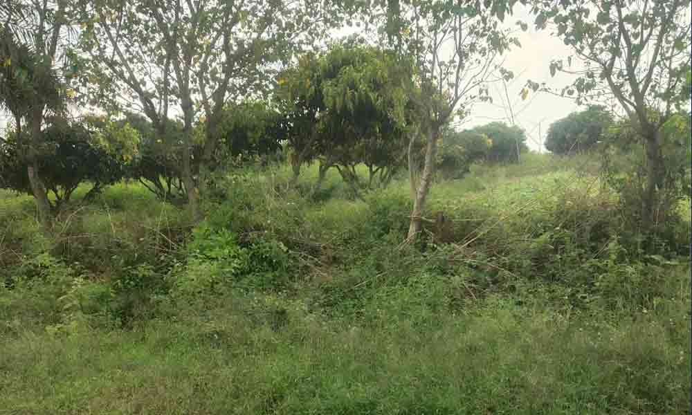 20 acres land on Thally to Denkanikottai Road