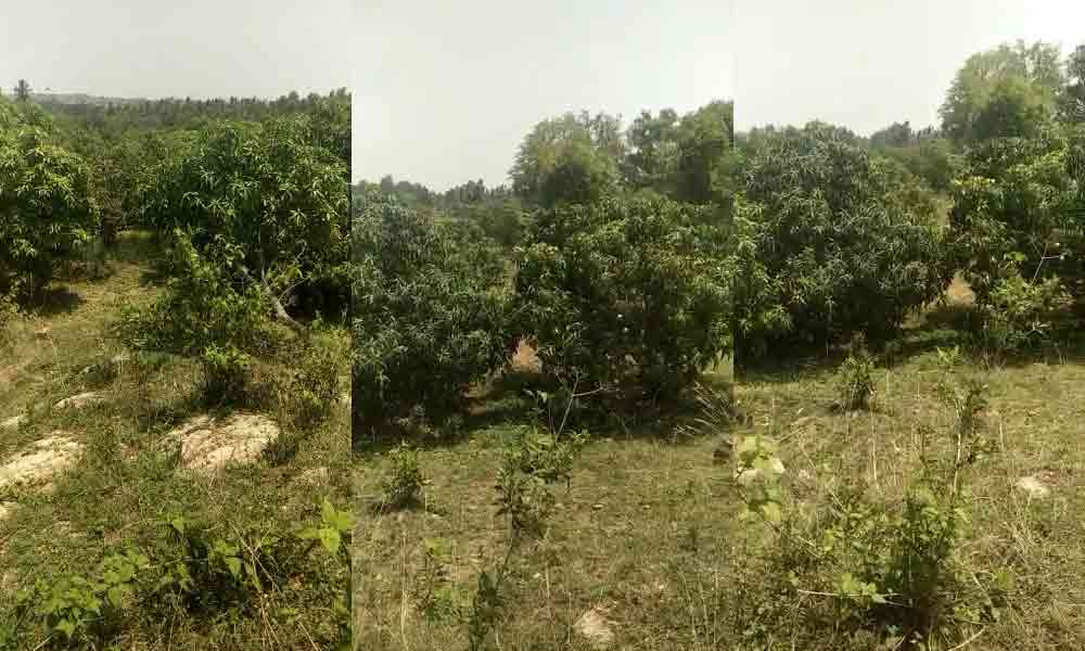 Mango farm for sale in hosur - 5 acres near Kelamangalam